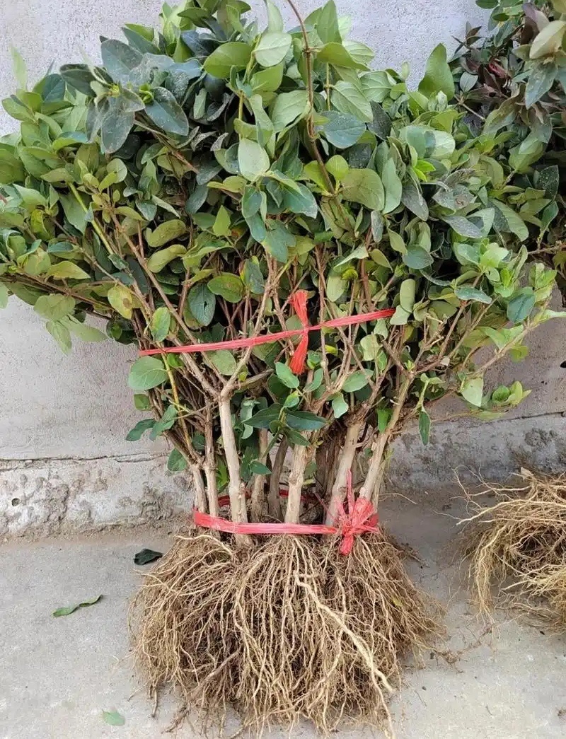 《百花一号金银花苗》现挖现发/签合同包回收/成活率高