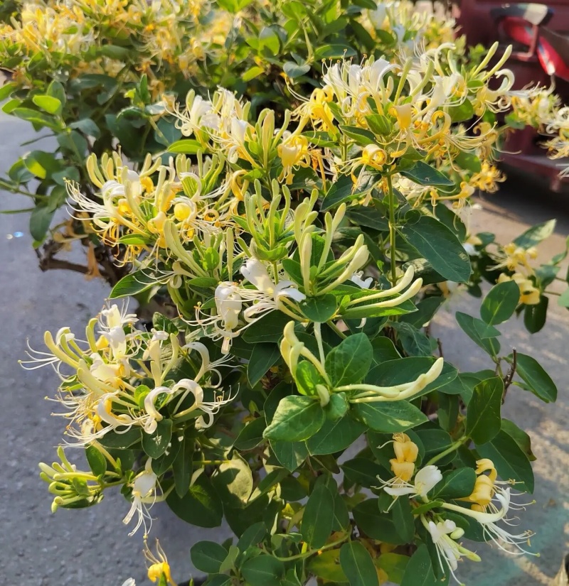 《百花一号金银花苗》现挖现发/签合同包回收/成活率高