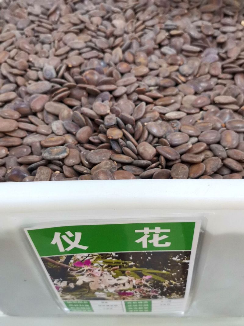 林木种子仪花种子四季播种树种籽耐热耐寒耐瘠仪花树种子庭院