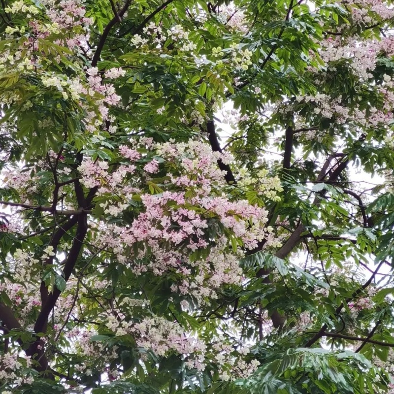 林木种子仪花种子四季播种树种籽耐热耐寒耐瘠仪花树种子庭院