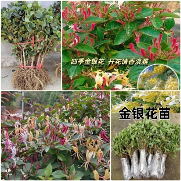 【四季金银花苗】新品种20天不开花/签合同包回收/现挖
