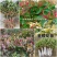 【四季金银花苗】新品种20天不开花/签合同包回收/现挖