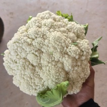 有机菜花，松花大量上市产地一手货源现产现发批发