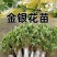 【四季金银花苗】新品种20天不开花/签合同包回收/现挖