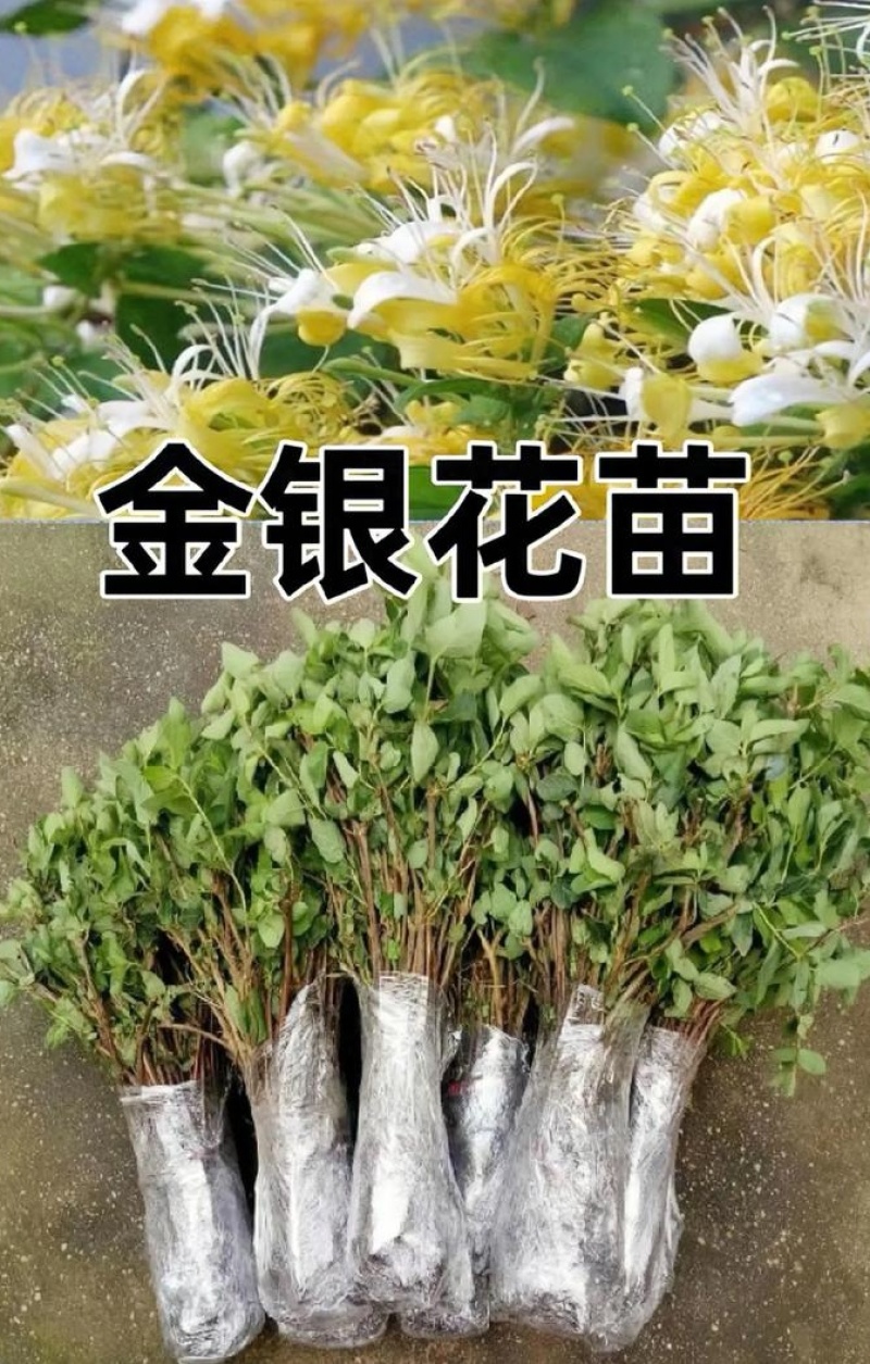 【四季金银花苗】新品种20天不开花/签合同包回收/现挖