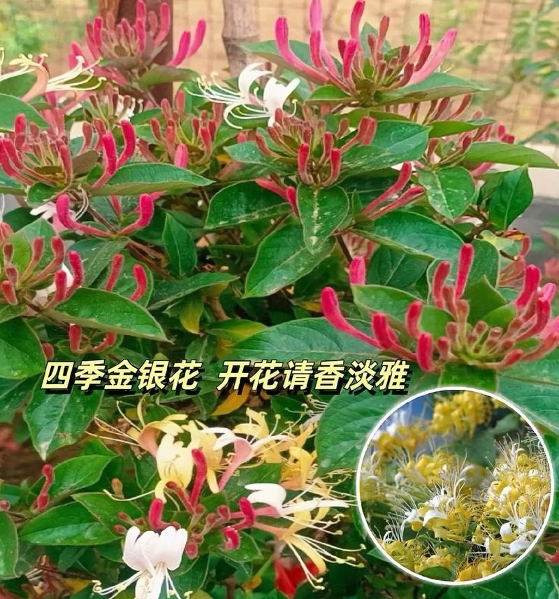 【四季金银花苗】新品种20天不开花/签合同包回收/现挖