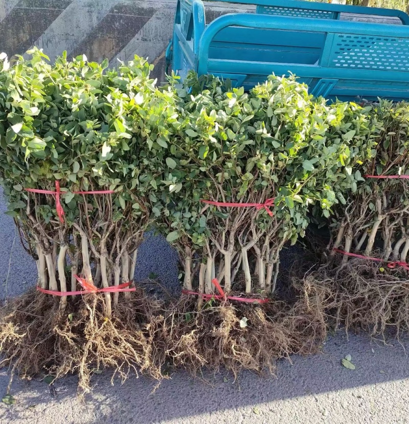 【四季金银花苗】新品种20天不开花/签合同包回收/现挖