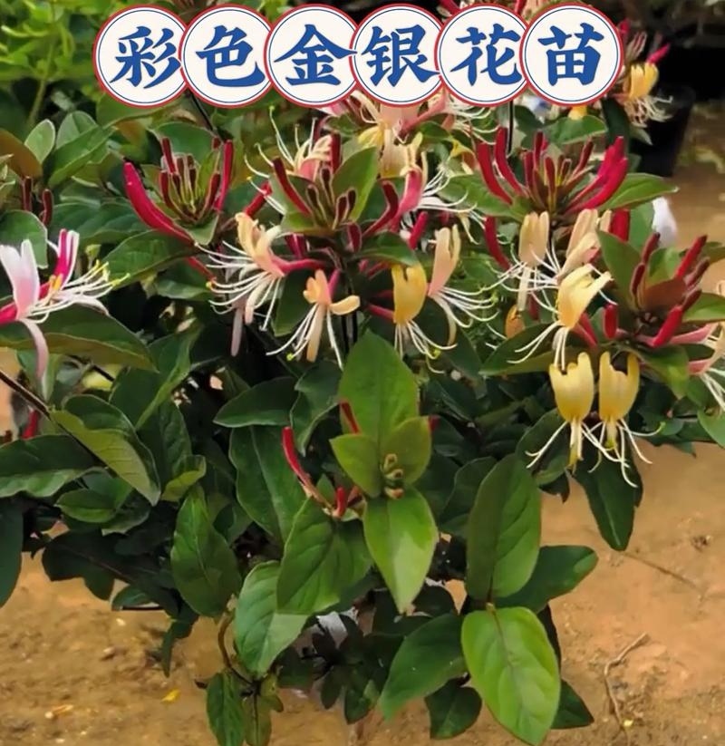 《五彩金银花苗》现挖现发/保证成活率/技术指导/包回收