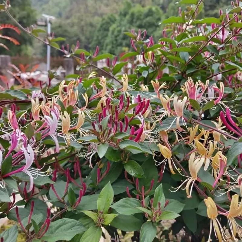 《五彩金银花苗》现挖现发/保证成活率/技术指导/包回收
