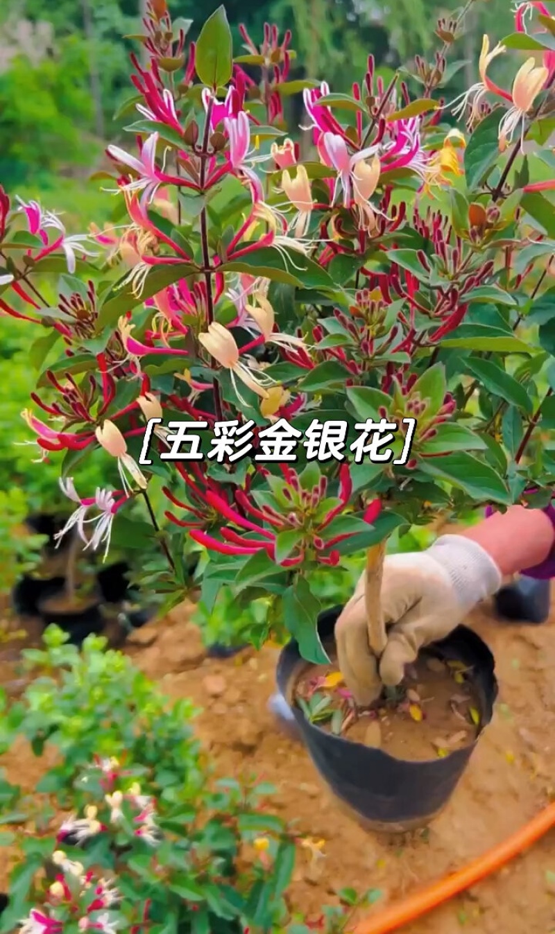《五彩金银花苗》现挖现发/保证成活率/技术指导/包回收