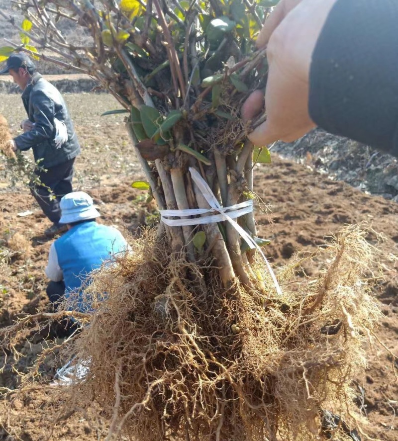 《五彩金银花苗》现挖现发/保证成活率/技术指导/包回收