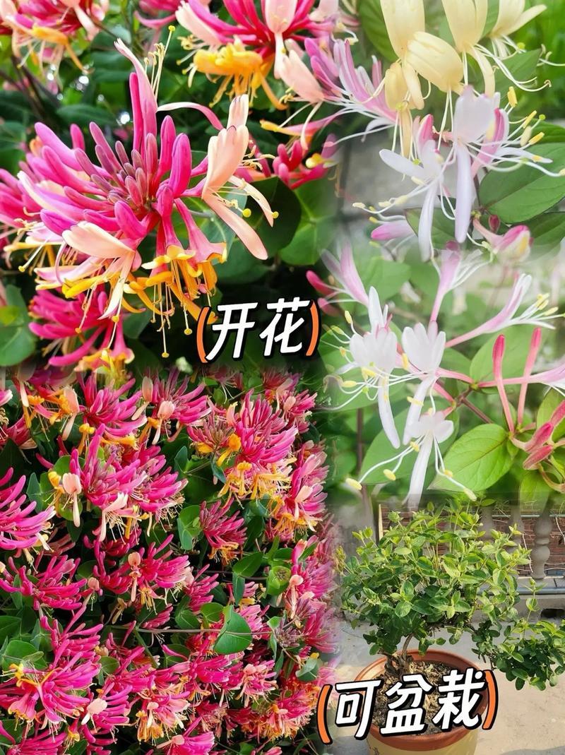 《五彩金银花苗》现挖现发/保证成活率/技术指导/包回收
