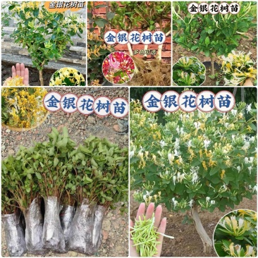 树形金银花苗（包邮发货）基地现挖/签合同包回收/包成活率