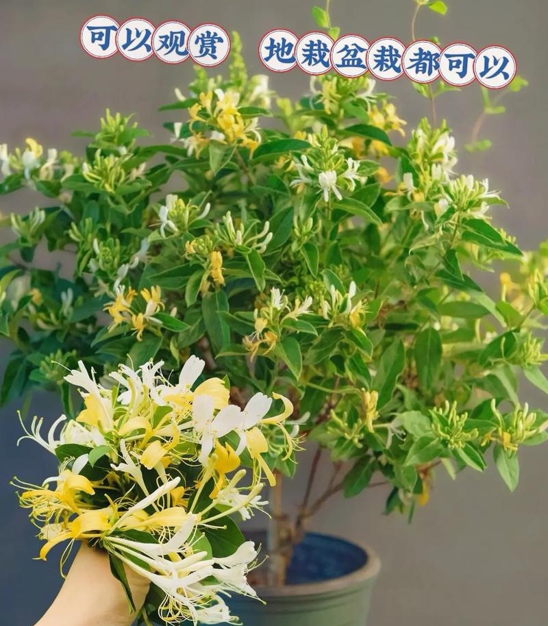 树形金银花苗（包邮发货）基地现挖/签合同包回收/包成活率