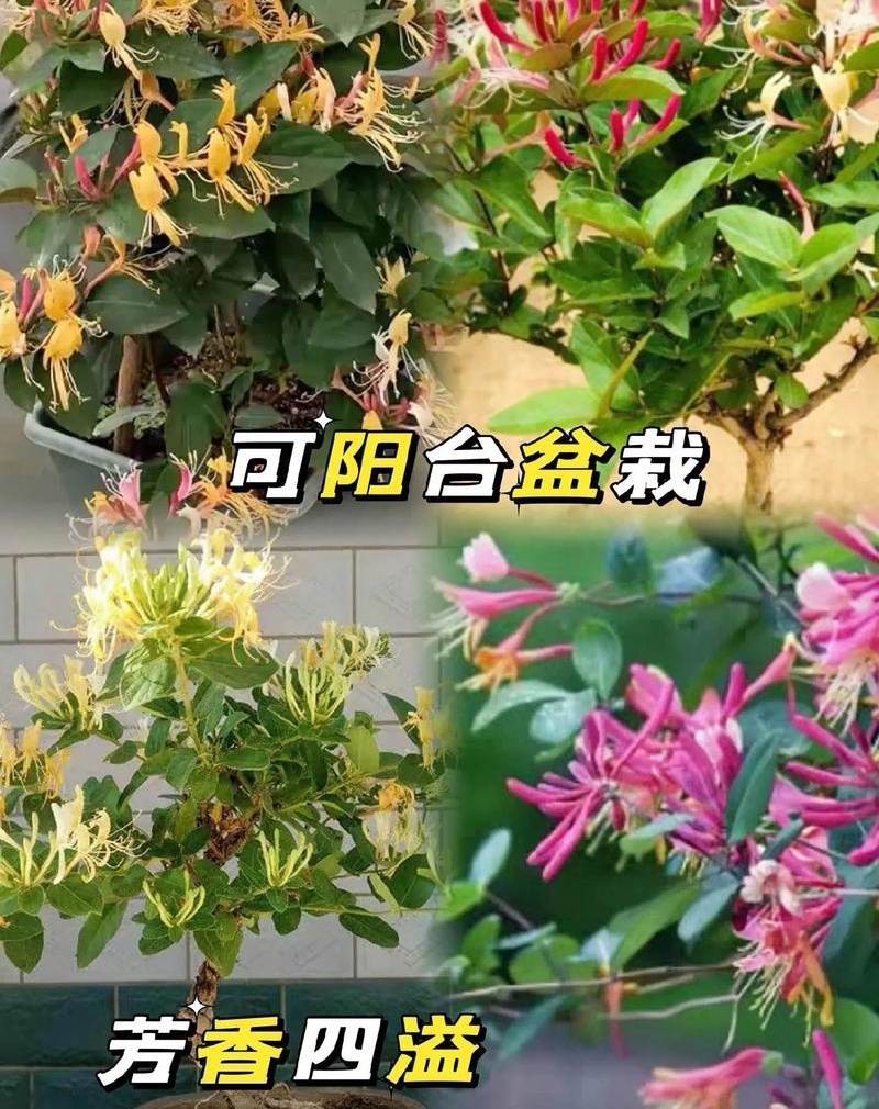 树形金银花苗（包邮发货）基地现挖/签合同包回收/包成活率