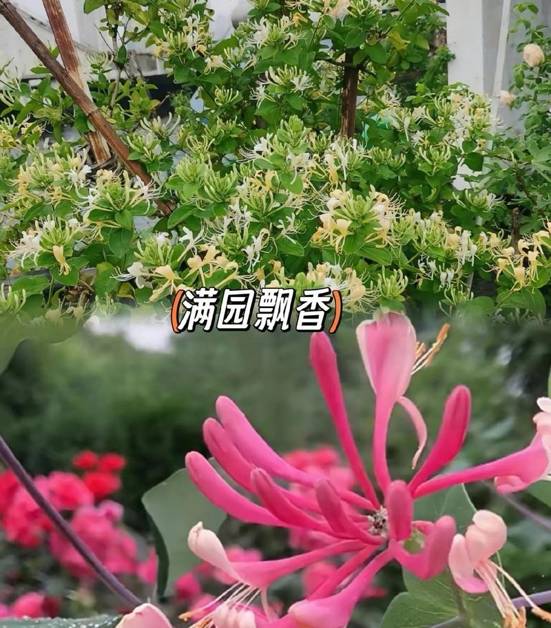 树形金银花苗（包邮发货）基地现挖/签合同包回收/包成活率