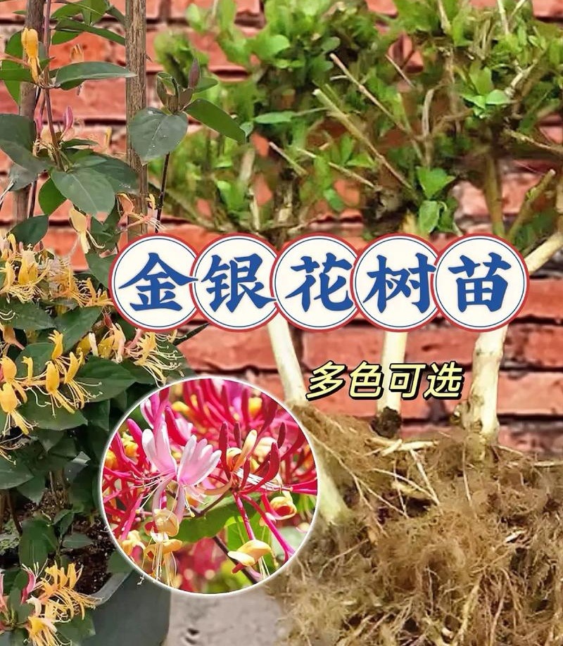 树形金银花苗（包邮发货）基地现挖/签合同包回收/包成活率