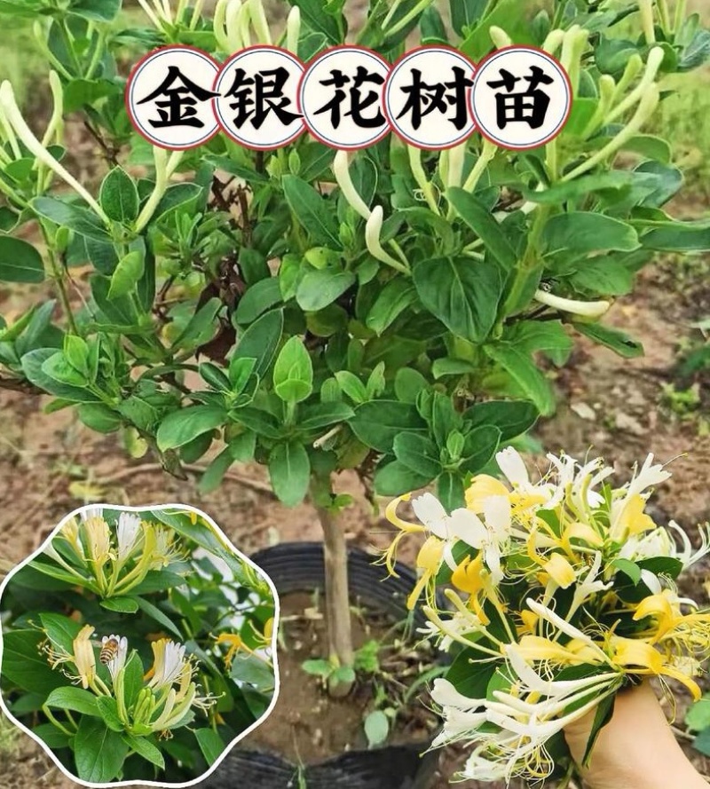 树形金银花苗（包邮发货）基地现挖/签合同包回收/包成活率