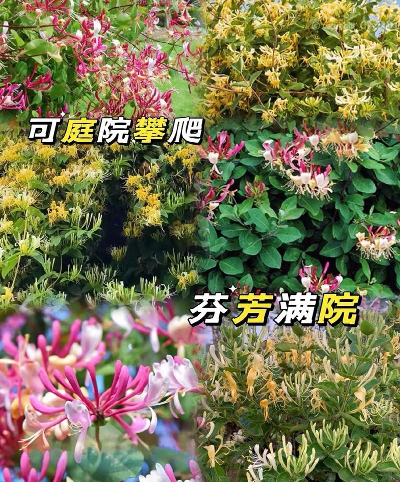 树形金银花苗（包邮发货）基地现挖/签合同包回收/包成活率