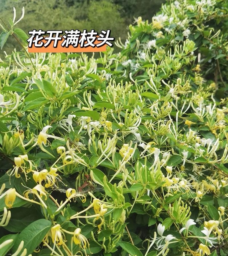树形金银花苗（包邮发货）基地现挖/签合同包回收/包成活率