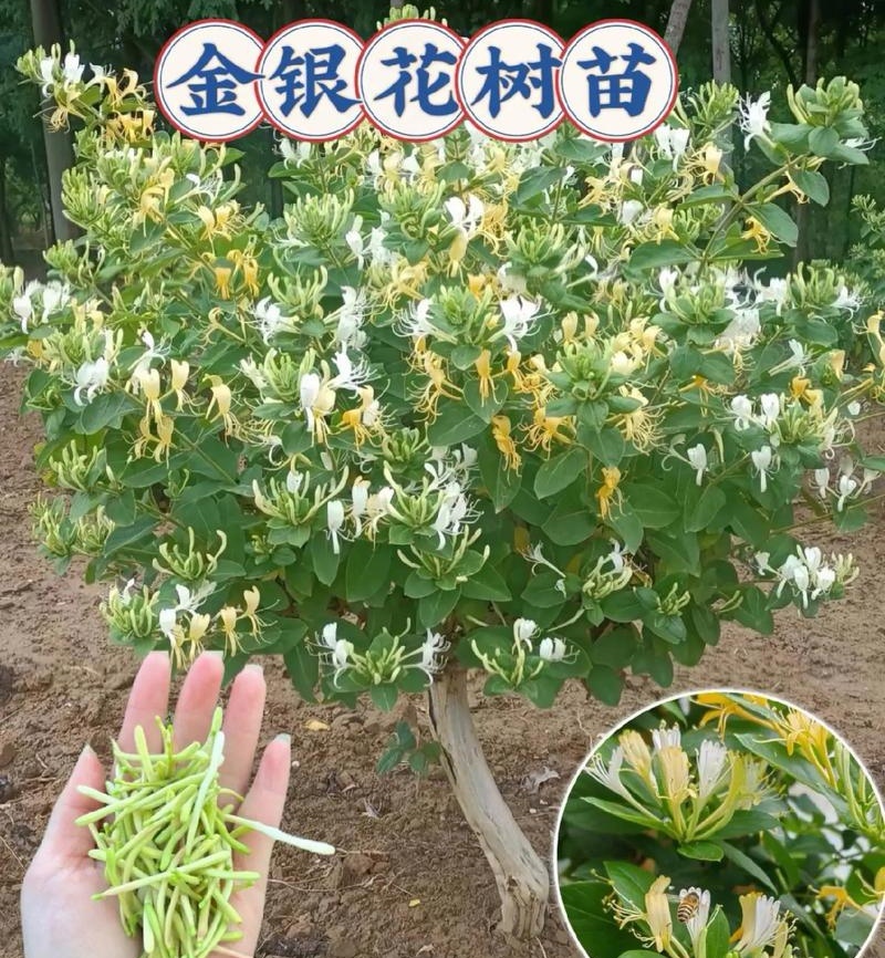 树形金银花苗（包邮发货）基地现挖/签合同包回收/包成活率