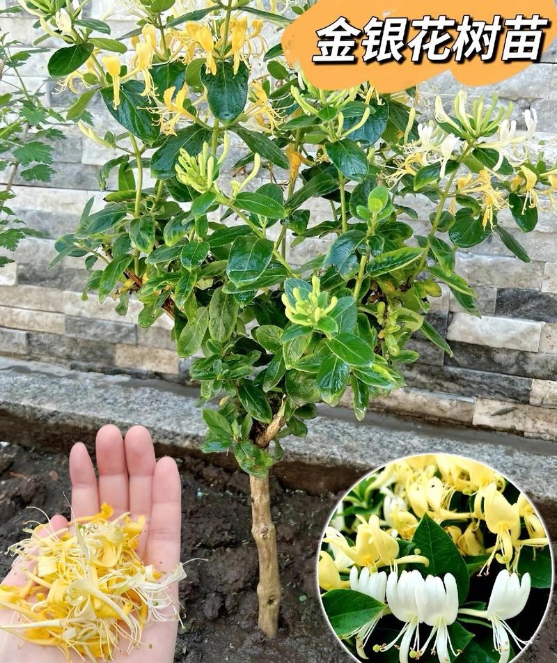 树形金银花苗（包邮发货）基地现挖/签合同包回收/包成活率