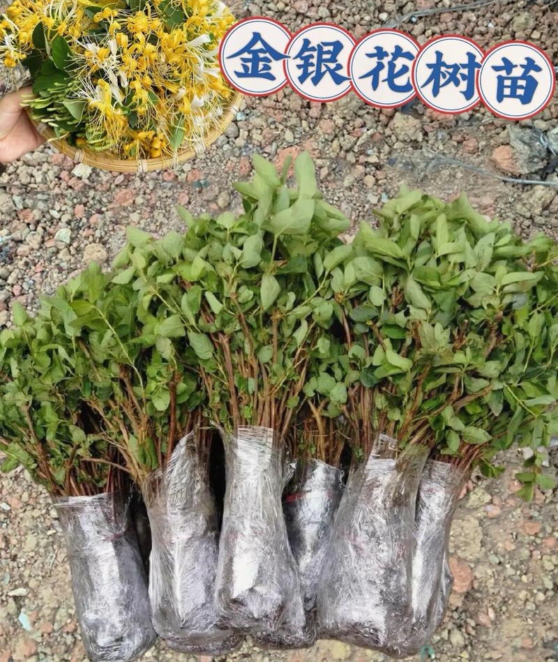 树形金银花苗（包邮发货）基地现挖/签合同包回收/包成活率