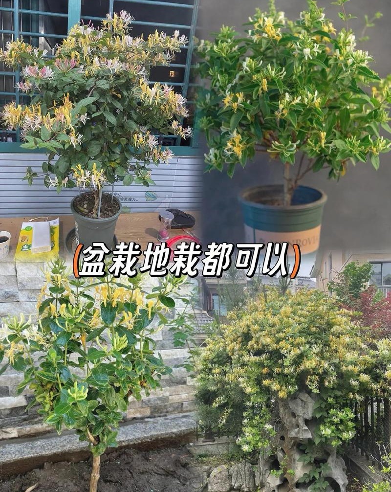 树形金银花苗（包邮发货）基地现挖/签合同包回收/包成活率