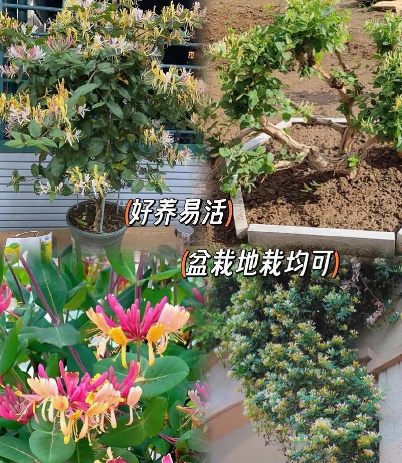 树形金银花苗（包邮发货）基地现挖/签合同包回收/包成活率