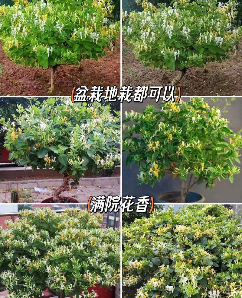 树形金银花苗（包邮发货）基地现挖/签合同包回收/包成活率