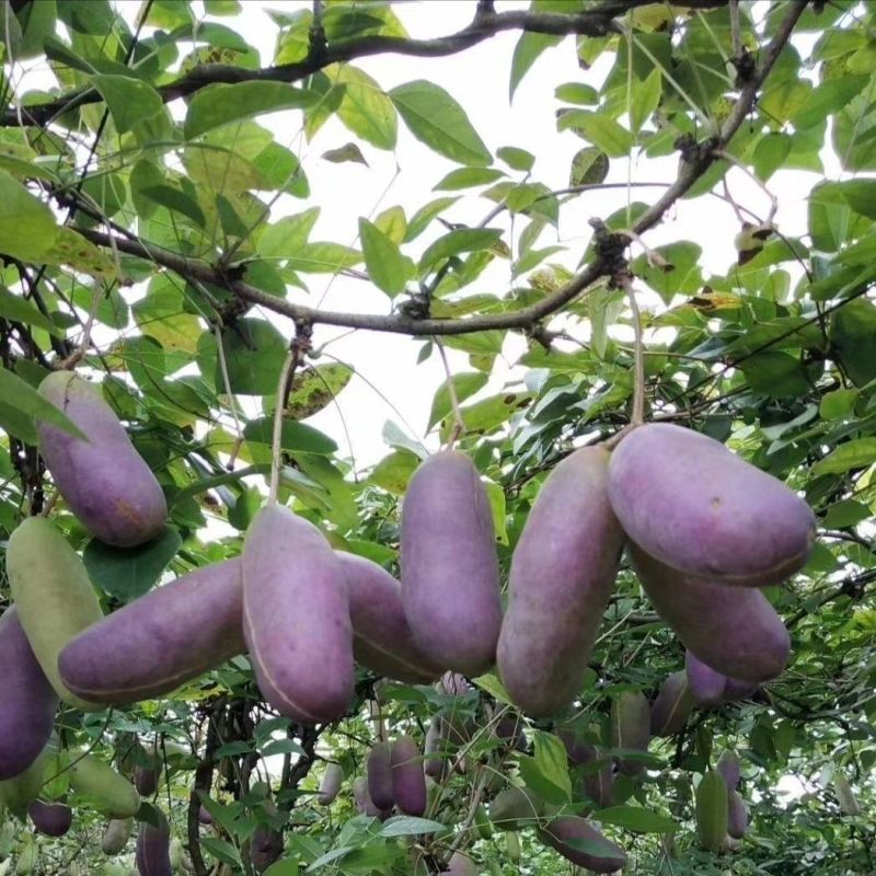 八月瓜种子春秋冬季庭院种植爬藤植物吃水果八月瓜八月炸腰果