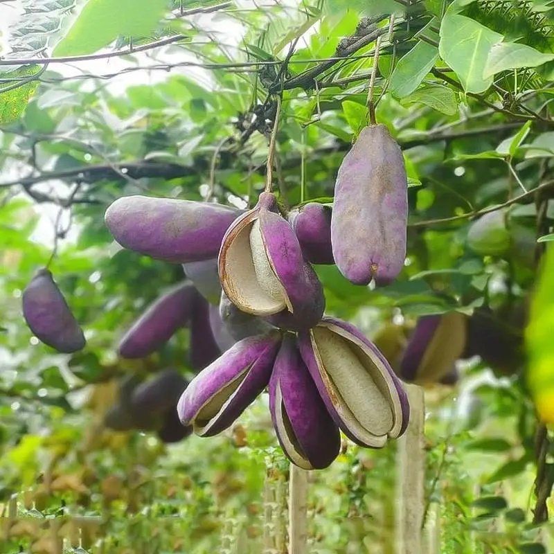 八月瓜种子春秋冬季庭院种植爬藤植物吃水果八月瓜八月炸腰果
