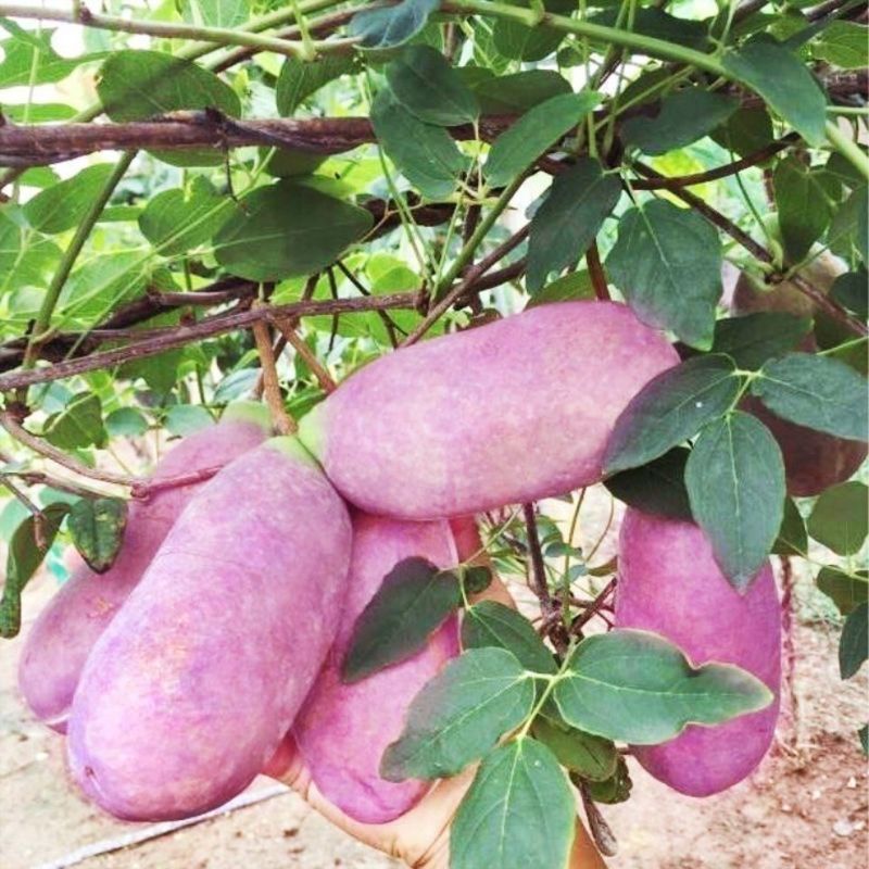 八月瓜种子春秋冬季庭院种植爬藤植物吃水果八月瓜八月炸腰果