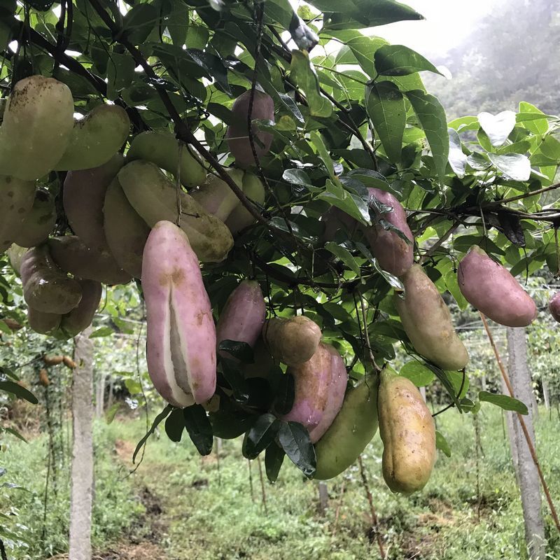 八月瓜种子春秋冬季庭院种植爬藤植物吃水果八月瓜八月炸腰果