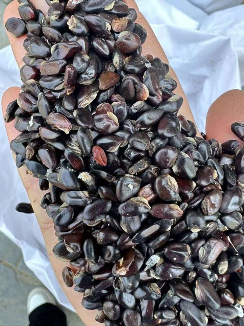 八月瓜种子春秋冬季庭院种植爬藤植物吃水果八月瓜八月炸腰果