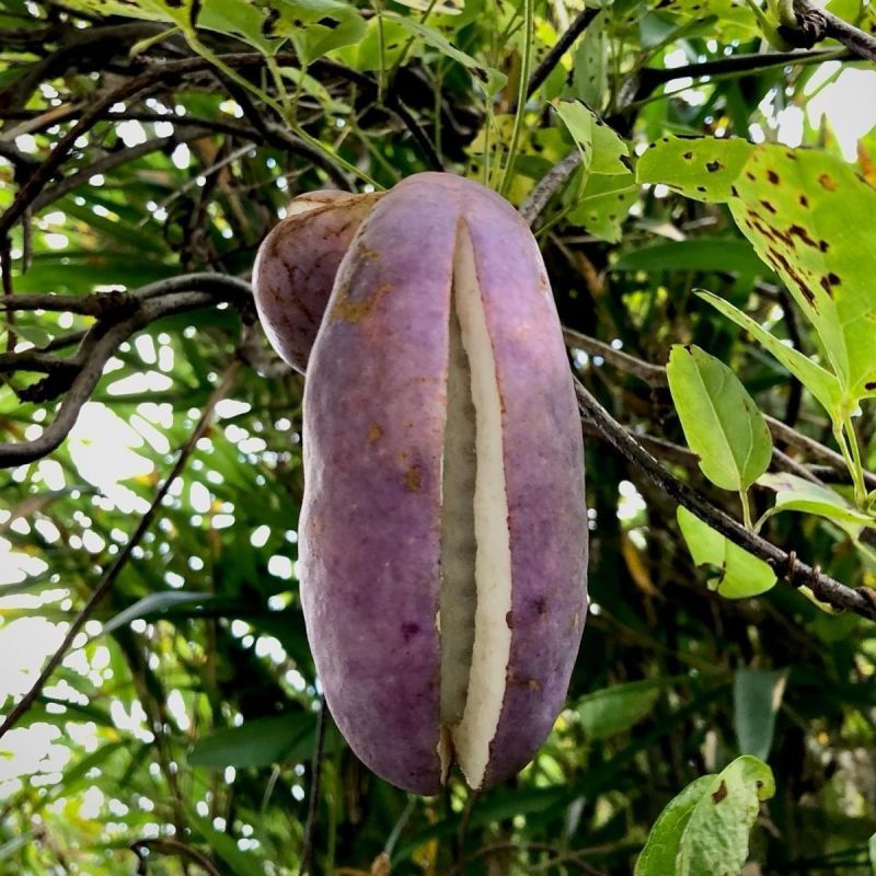 八月瓜种子春秋冬季庭院种植爬藤植物吃水果八月瓜八月炸腰果