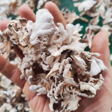 白参菌干品大叶片