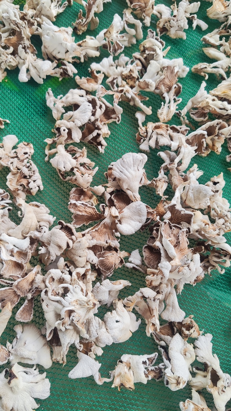 白参菌干品大叶片