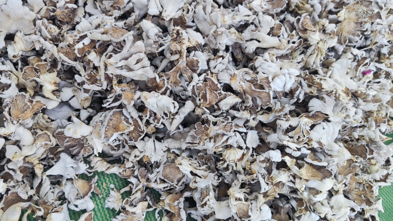 白参菌干品大叶片