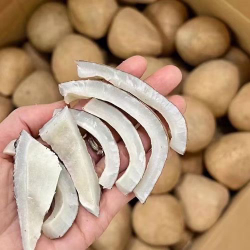 椰皇椰子肉新鲜打椰奶煲汤餐饮椰子鸡用奶香火锅海椰皇老椰子