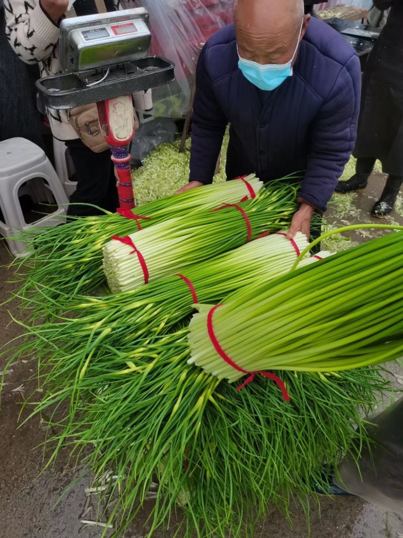蒜薹精品苏北万亩蒜苔大量供应，欢迎客商前来选购！