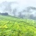 紫黑香米/糙米/紫米/老品种黑米/梯田黑香米新米/全谷米