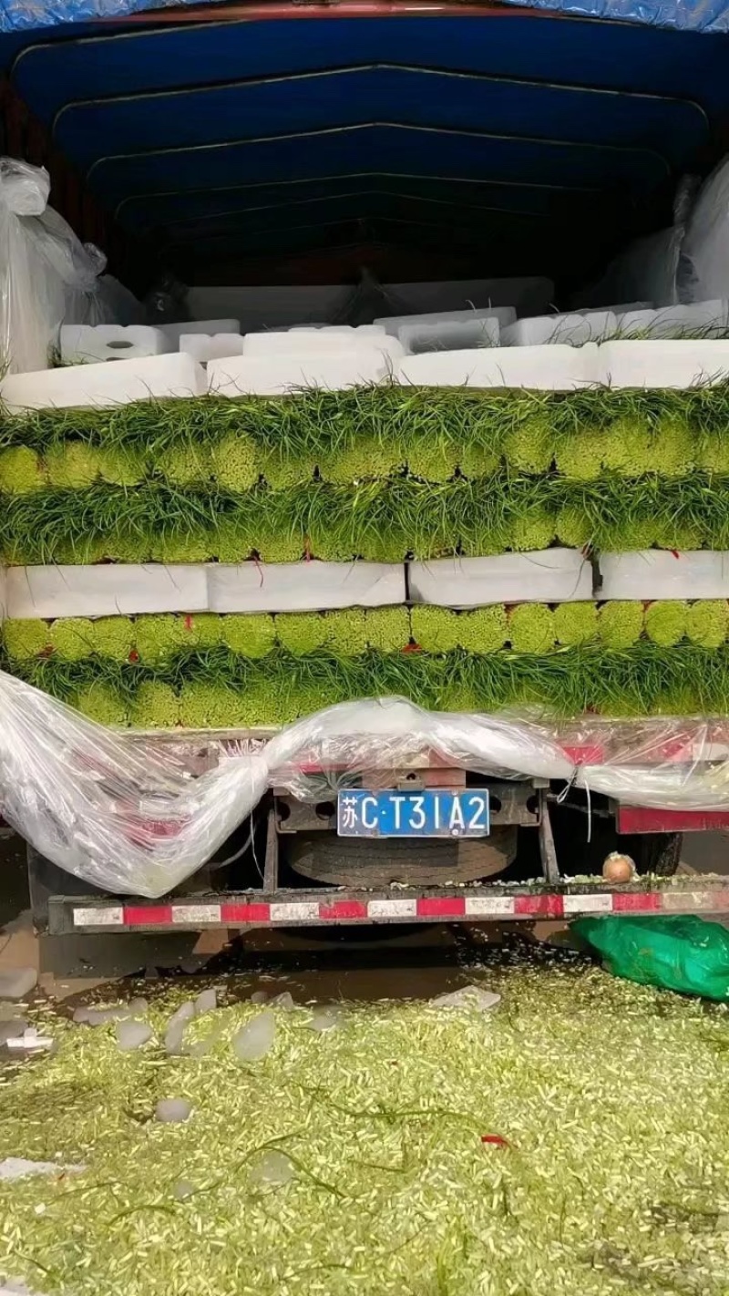 苏北地区精品蒜薹红帽蒜苔大量供应中！需要的联系！