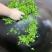 赣南高山茶上犹绿茶五指峰高山云雾绿茶