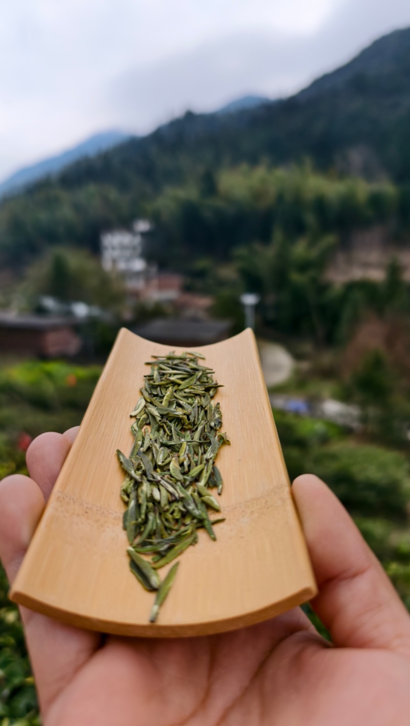 赣南高山茶上犹绿茶五指峰高山云雾绿茶