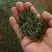 赣南高山茶上犹绿茶五指峰高山云雾绿茶