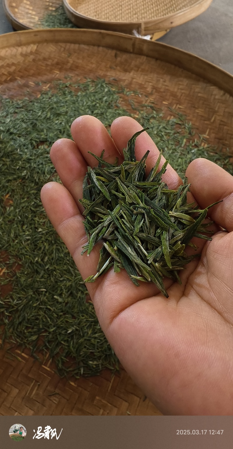 赣南高山茶上犹绿茶五指峰高山云雾绿茶