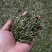 赣南高山茶上犹绿茶五指峰高山云雾绿茶