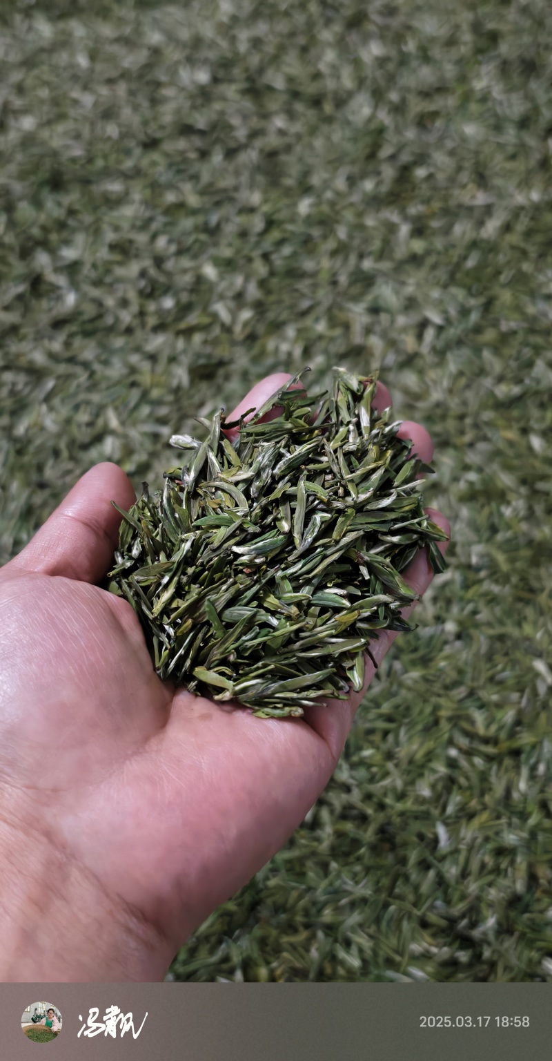 赣南高山茶上犹绿茶五指峰高山云雾绿茶