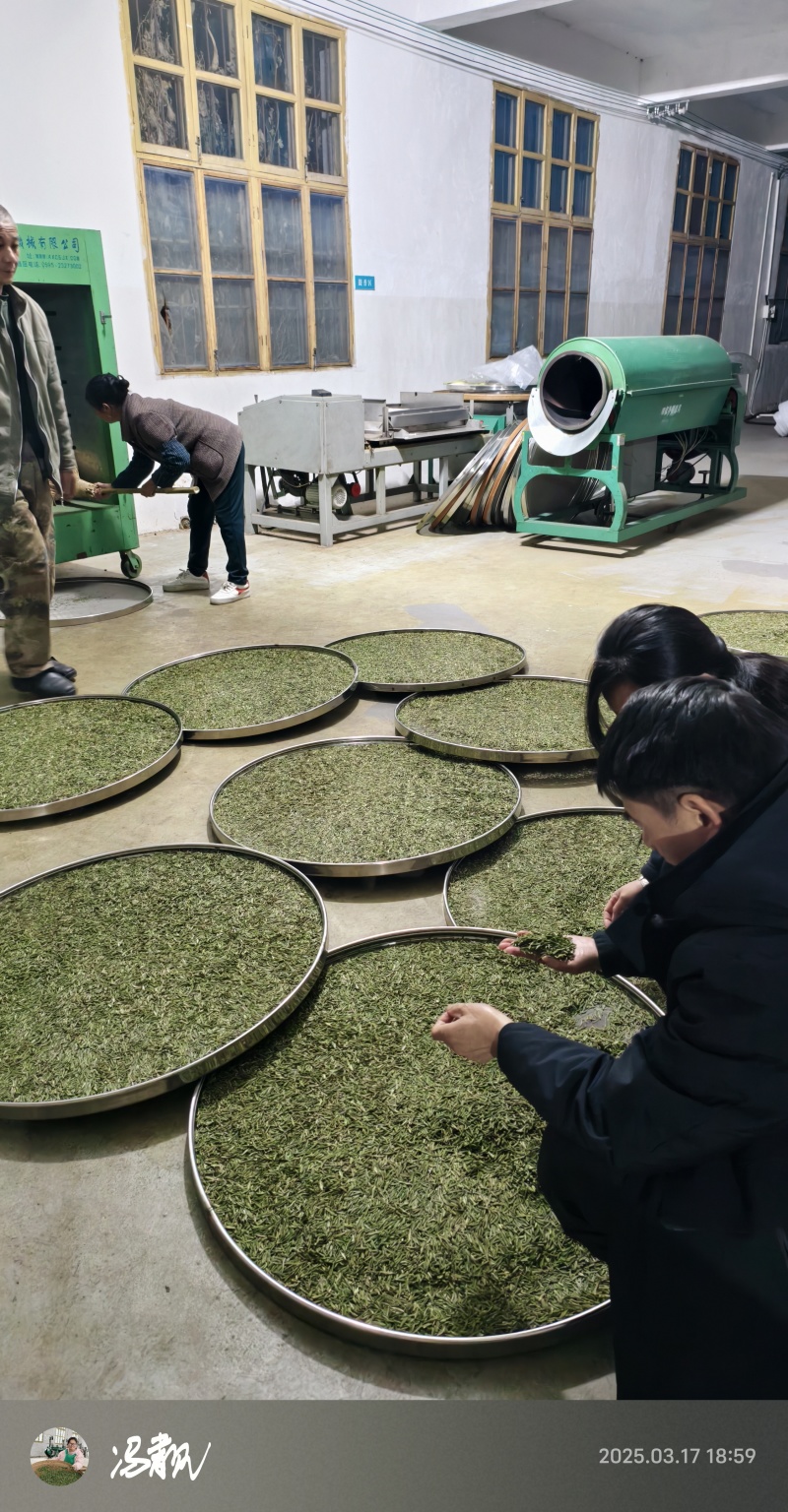 赣南高山茶上犹绿茶五指峰高山云雾绿茶